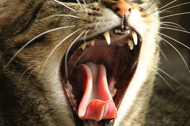 cat yawnning showing off teeth