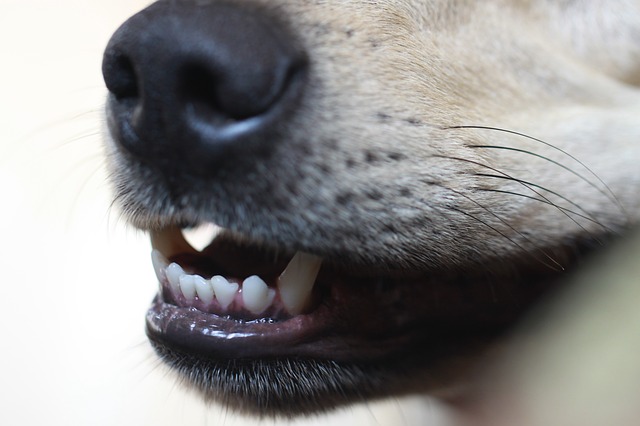 dog smiling showing off teeth